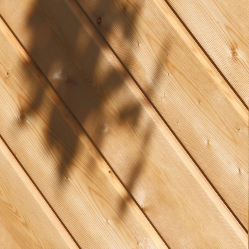 Lärche Lärche Detail