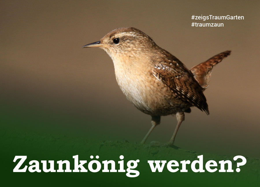 Werde Zaunkönig! #zeigsTraumGarten
